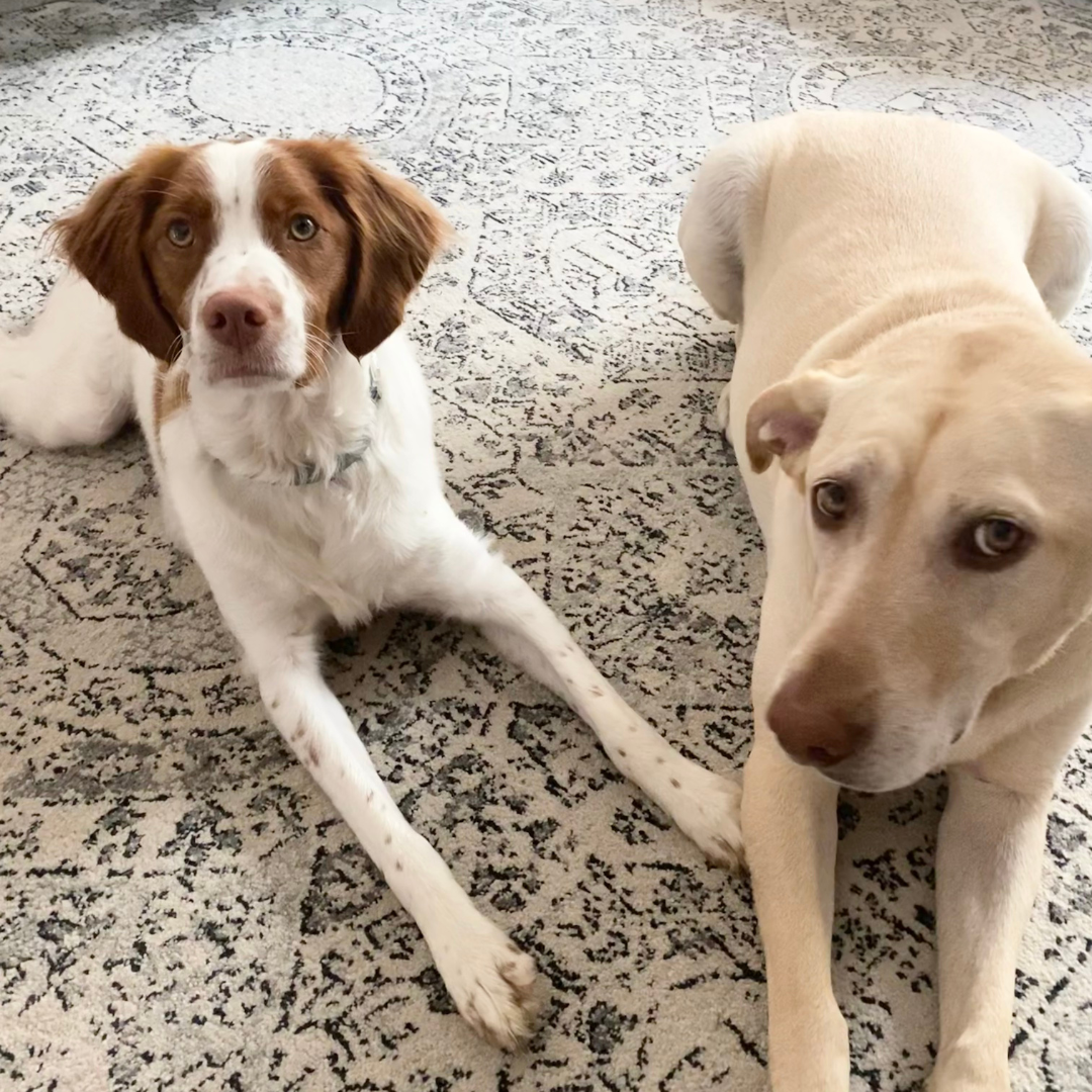 How Homemade Dog Food Changed My Lab’s Life